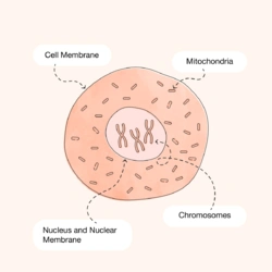 Cellule